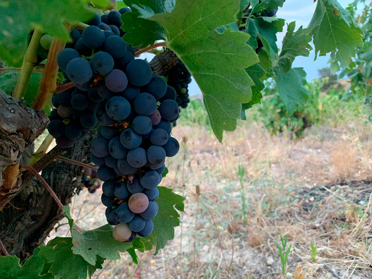 Viñedo